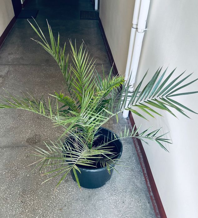 Palma Daktylowiec Duża Roślina doniczkowa