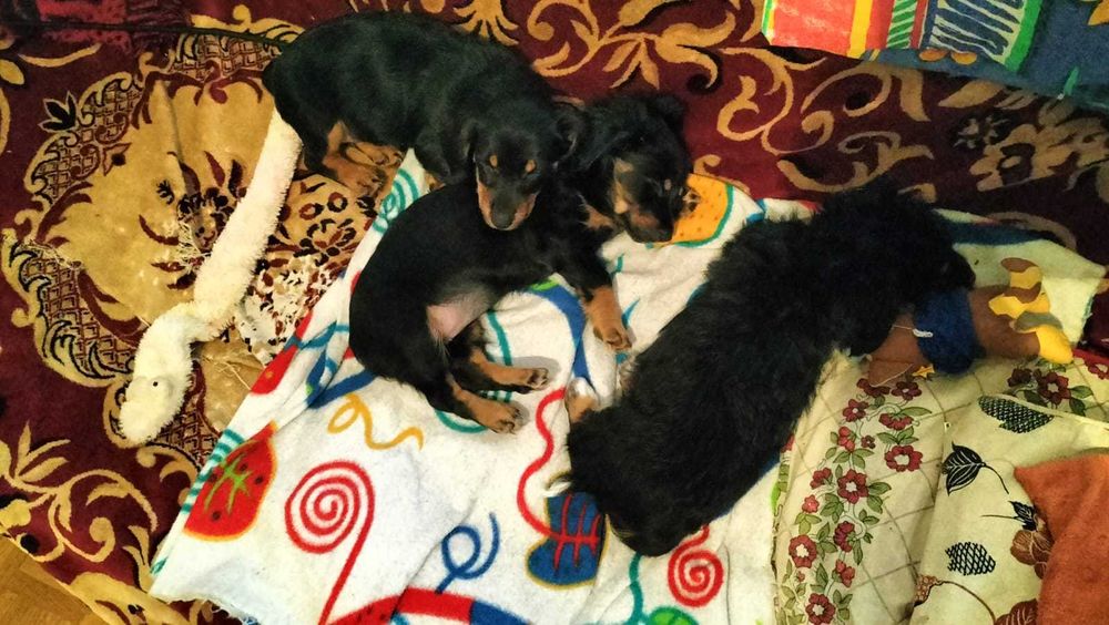 Pieski do oddania matka jamnik