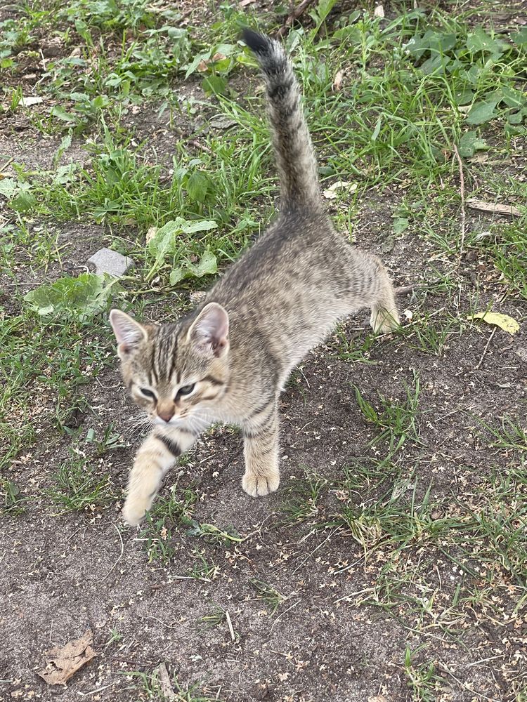 Kocięta oddam do adopcji