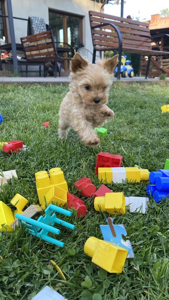 Golddust Yorkshire Terrier