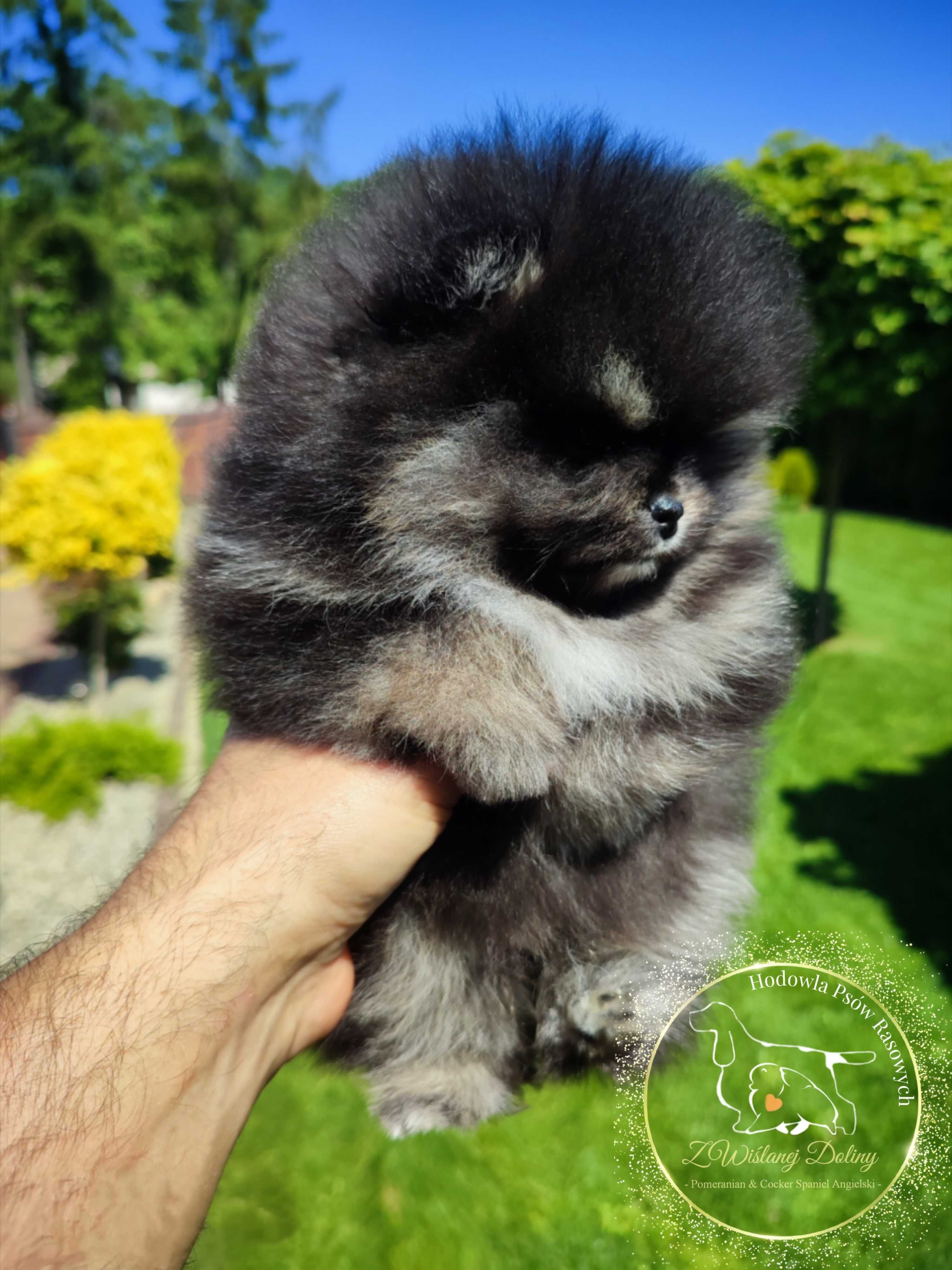 Szpic miniaturowy pomeranian typ misia