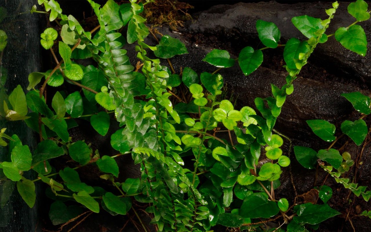 Terrarium tropikalne