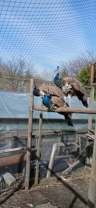 Samce pawia z 2024 roku