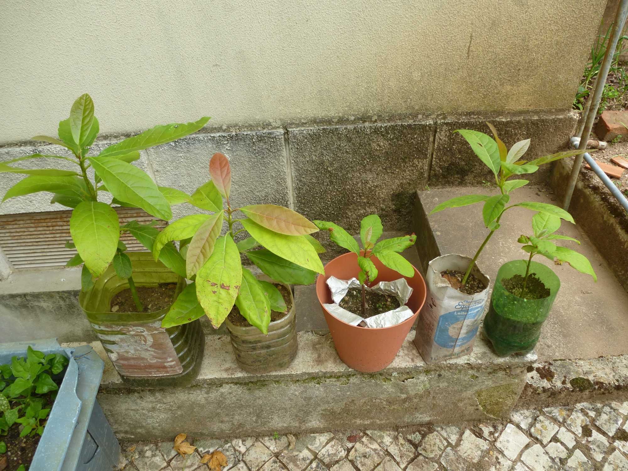 Pés de Abacateiro e maracujá