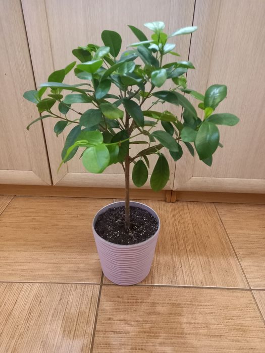 Фикус Маклейм, продам