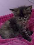 Kotka Maine Coon PZF