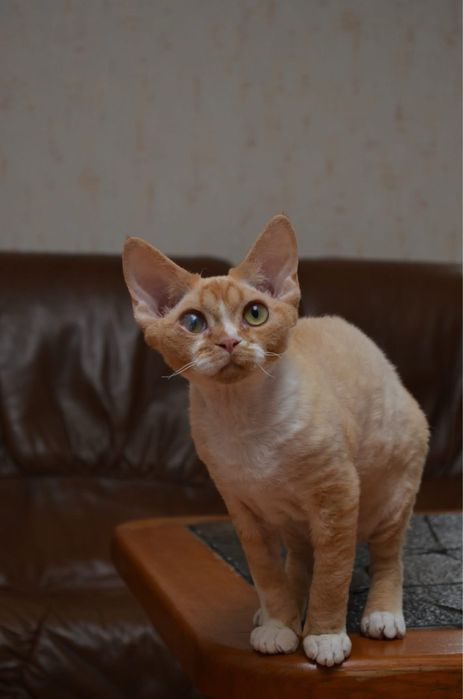 Дівчинка Девон рекс