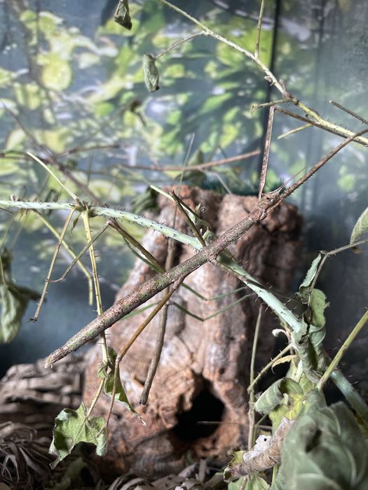 Oddam patyczaki rogate