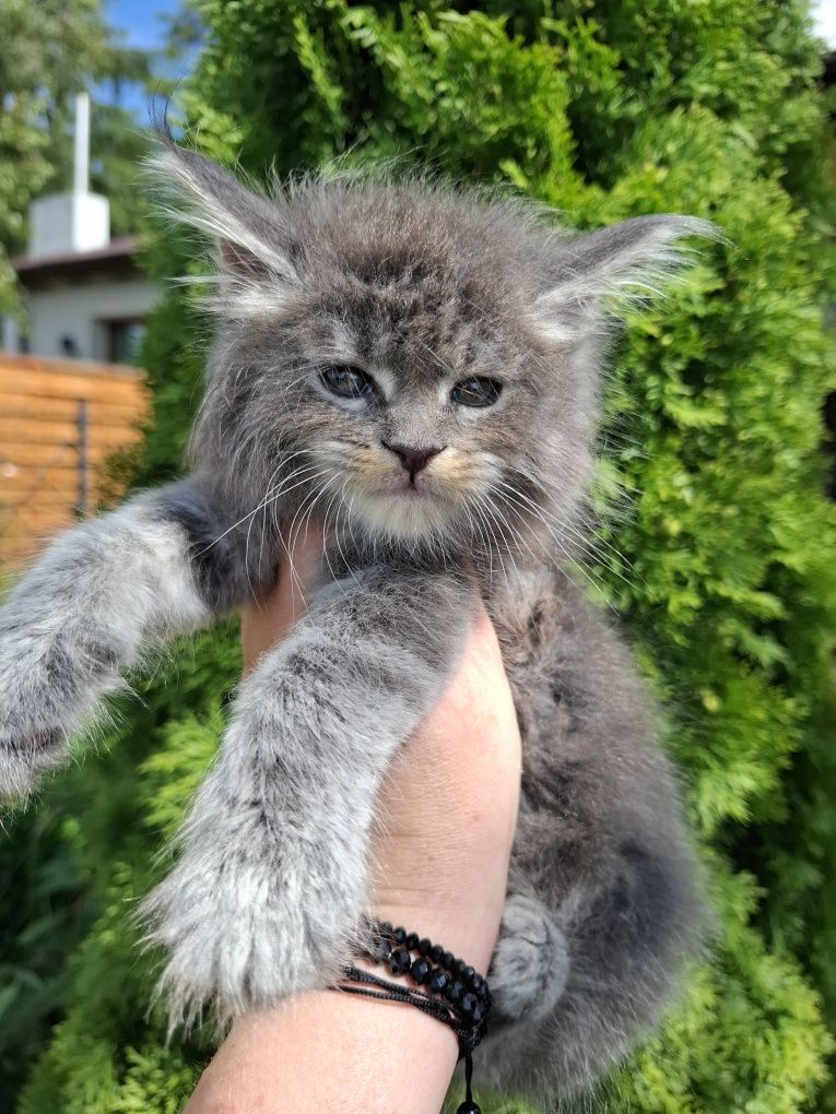 Maine Coon niebieska srebrzysta koteczka