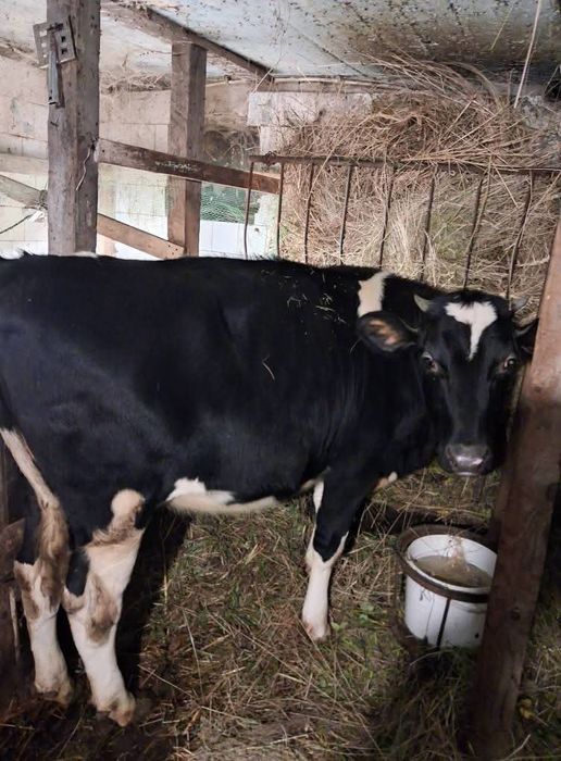 Теличка голштин-чорноряба