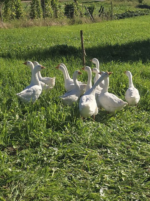 Gęsi Białe tegoroczne