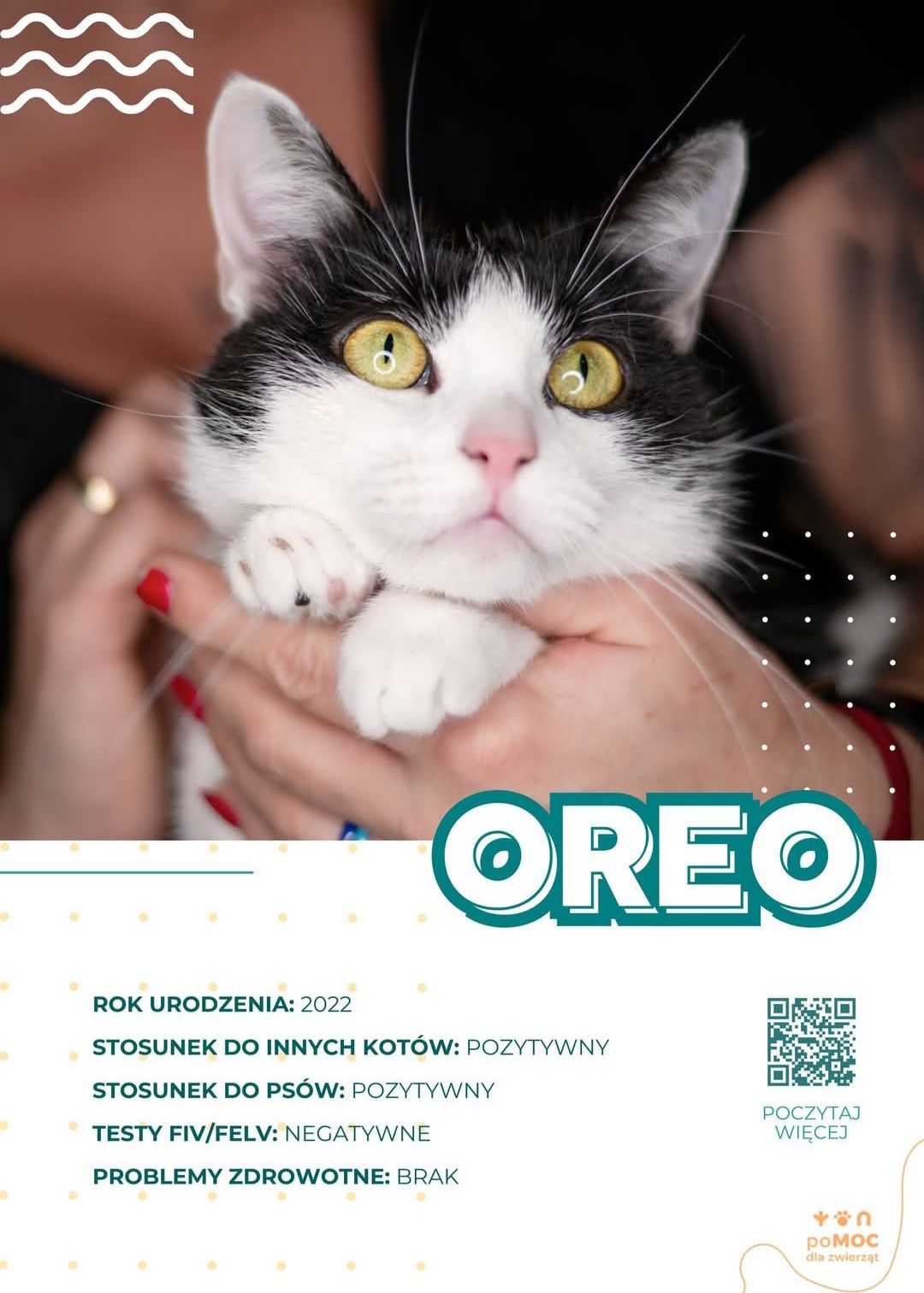 Kocurek do adopcji