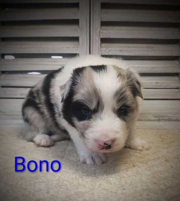 Border collie piesek Blue merle przebadani rodzice