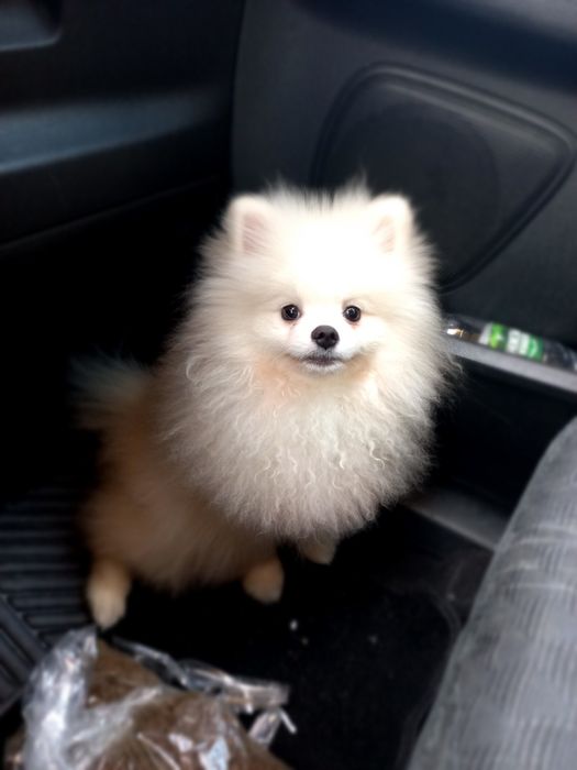 Spitz alemao anao/ lulu da Pomerânia