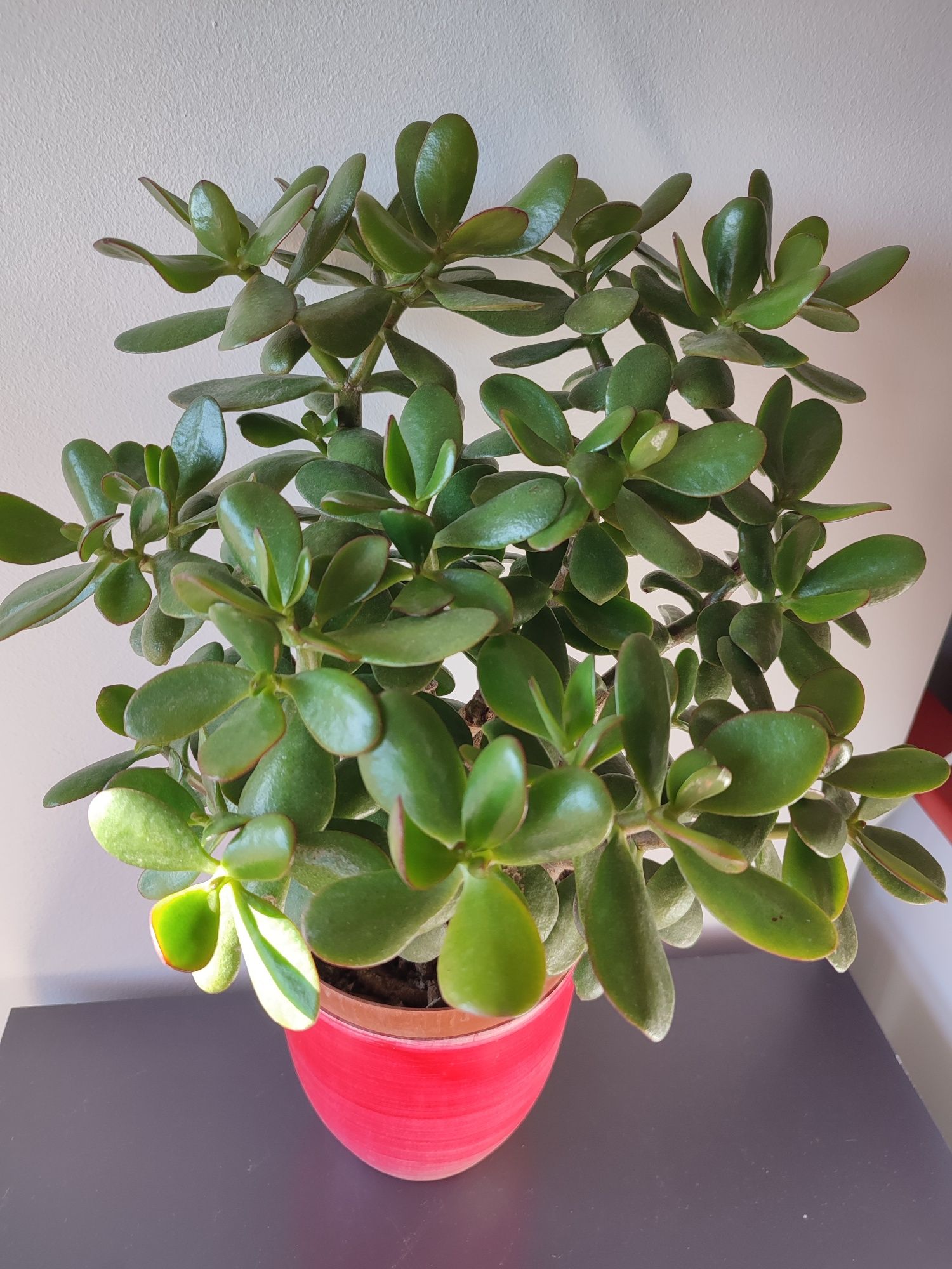 Planta de Jade planta da sorte