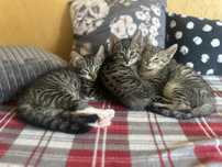 Strefa Kota w Bytowie zaprasza do adopcji