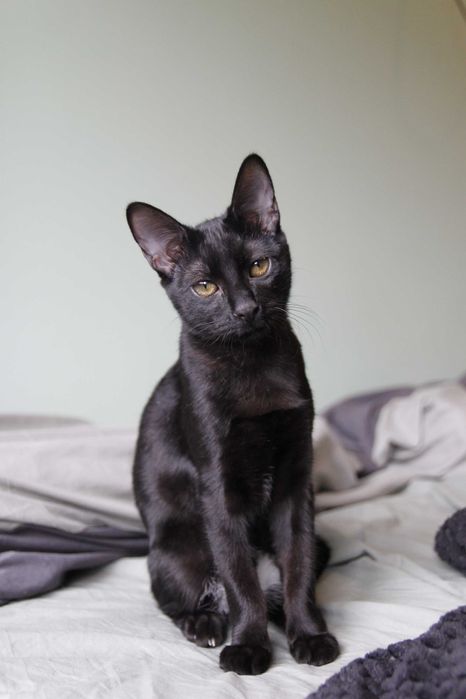 Gatinho para adoção BRAGA