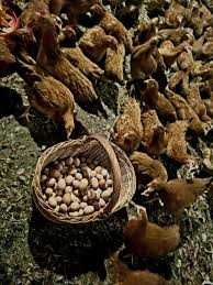 Kury nioski z własnej hodowli ! Kurki różnych ras ! Zapraszam !