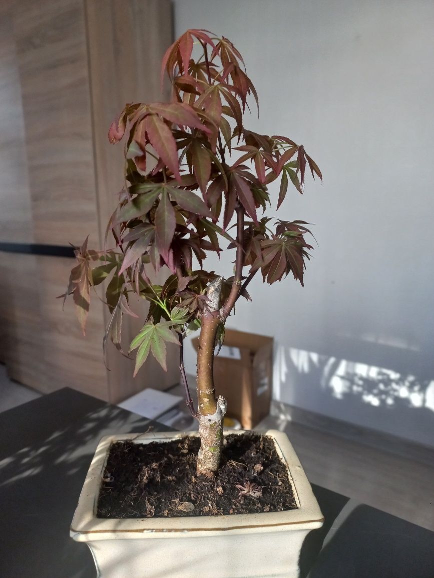Drzewka bonsai klon palmowy