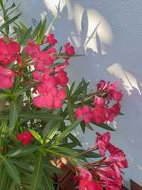 Oleander czerwony  ogromny krzew