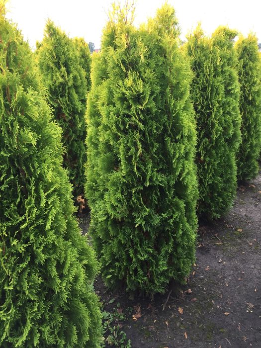 Piękna thuja tuja SMARAGD 140-160 cm Żywopłot Transport
