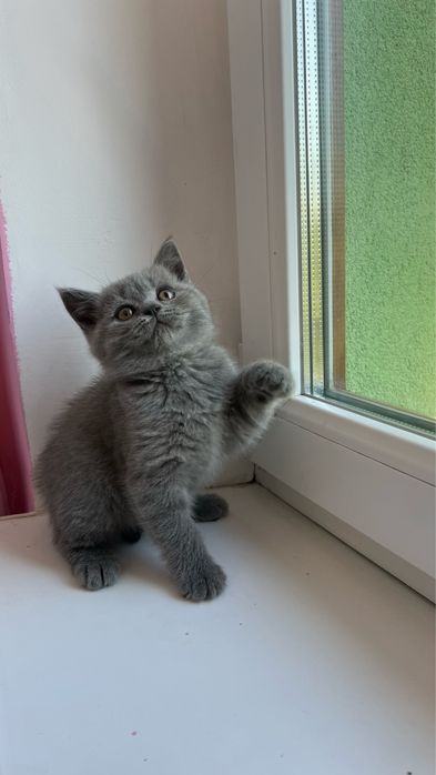 Британський короткошерстий котик