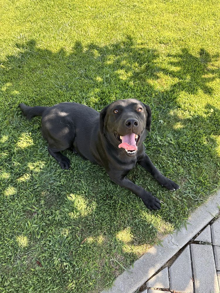 Labrador Retriever FEMEA