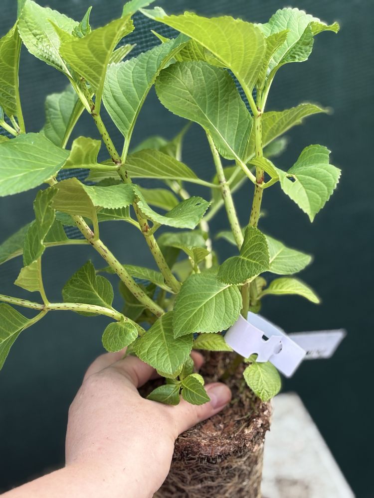 Hydrangea Saxon Sonnenstein