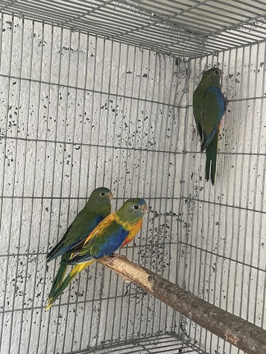 Neophemeas Pulchella