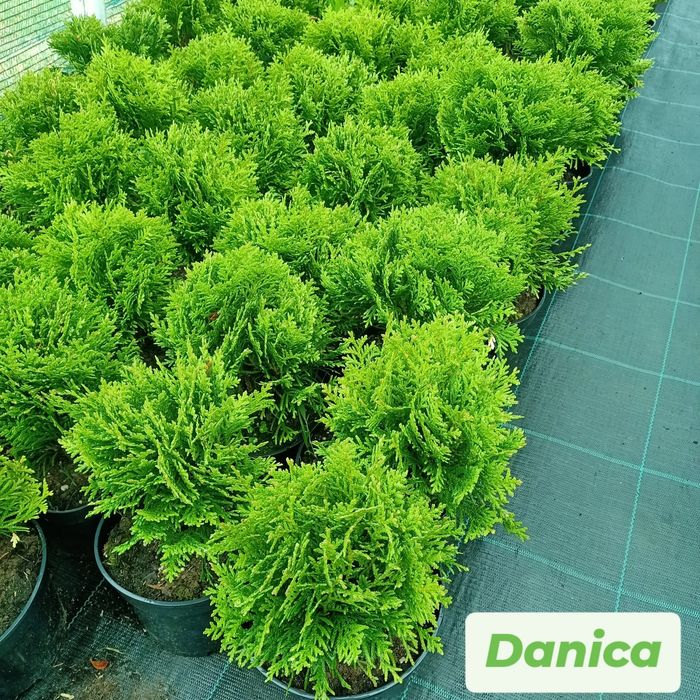 Туї кульки Даніка, Хоссері та Міріам