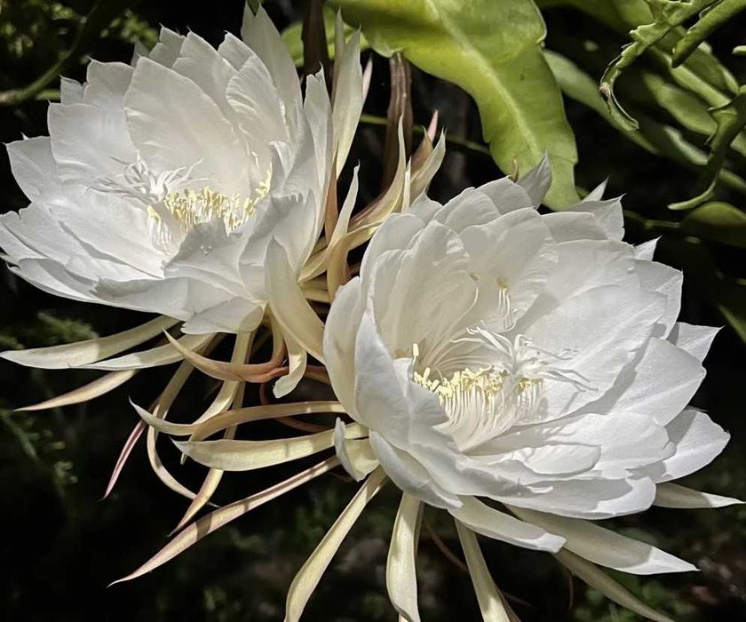 Epfilium, Epiphyllum z czerwonym, różowym i białym kwiatkiem.