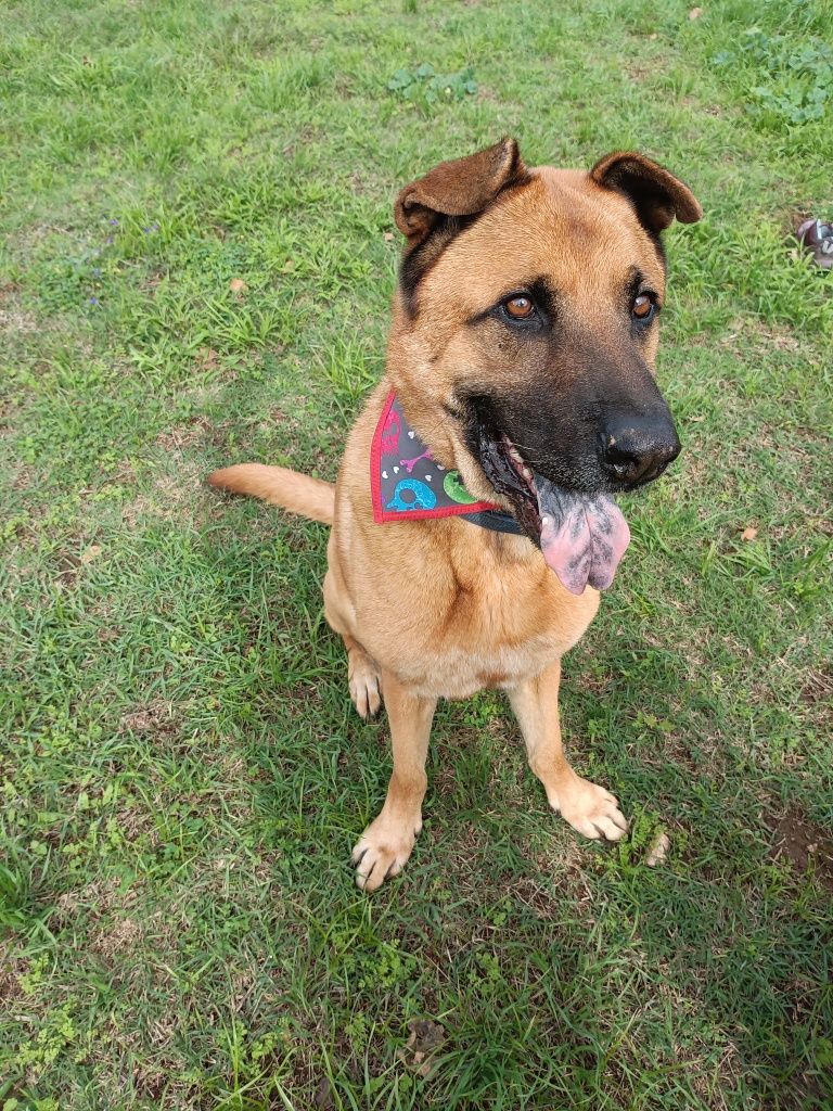Estadia familiar canina creche