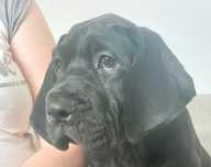 Dog Niemiecki suczka rodowód czteropokoleniowy