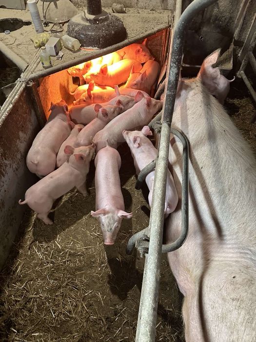 Продам Поросят Трьохпородок