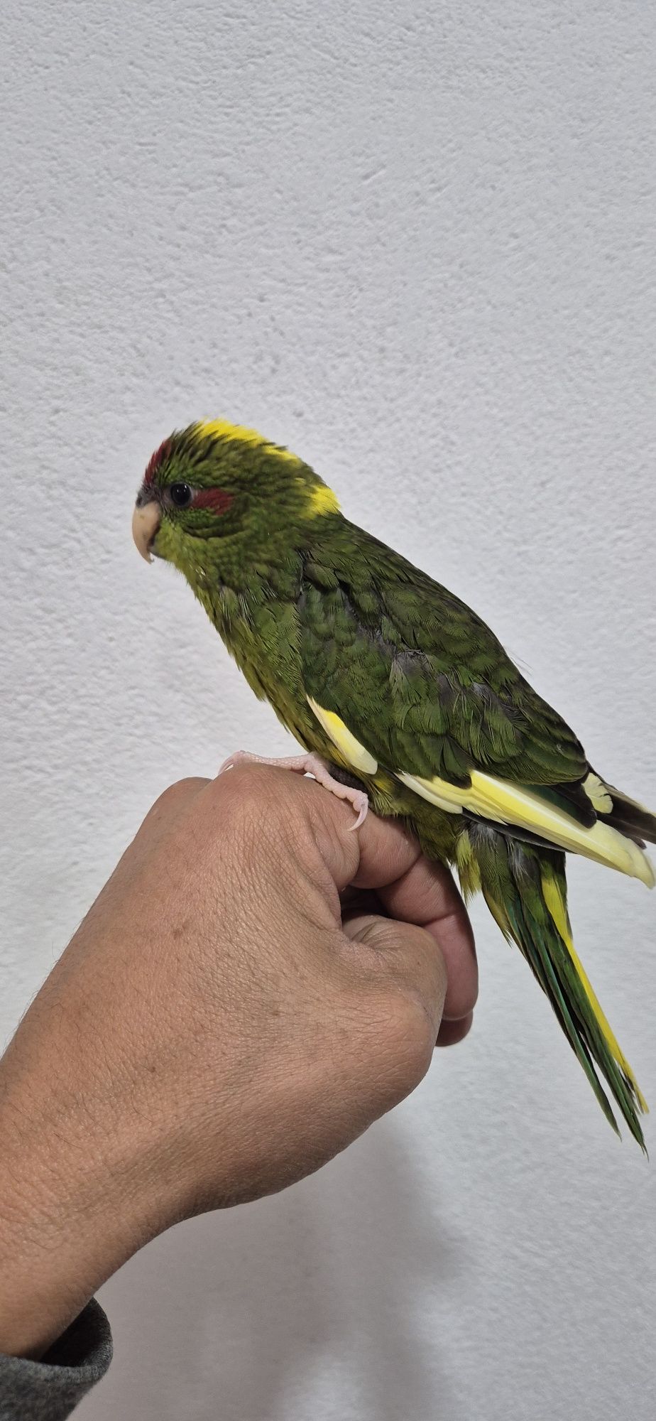 Kakariki macho criado a mão