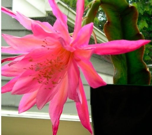 Епіфіллум рожевий