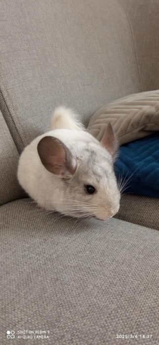 Na sprzedaż szynszyla!