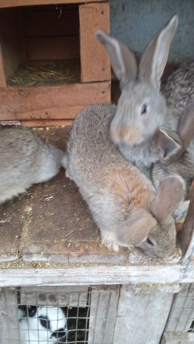 Продам кроликів Фландер.