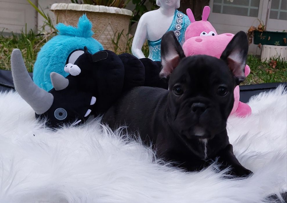 Bulldog francês bebé