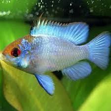 GB RAMIREZA elektric blue pielęgniczka (Mikrogeophagus ramirezi)