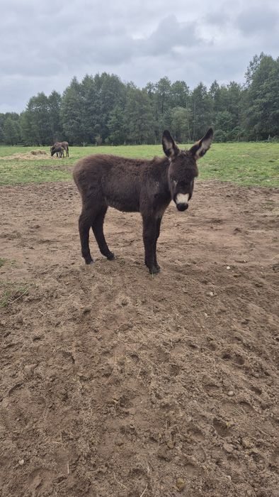 Osioł osiołek młody mini osiołki