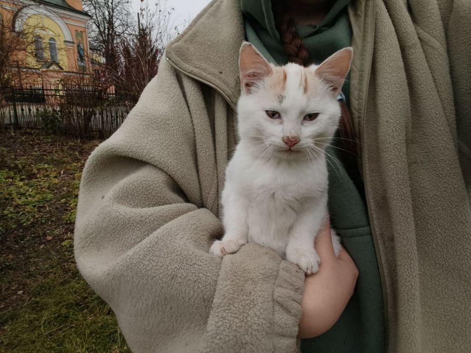 Котик 3 місяці шукає сім'ю