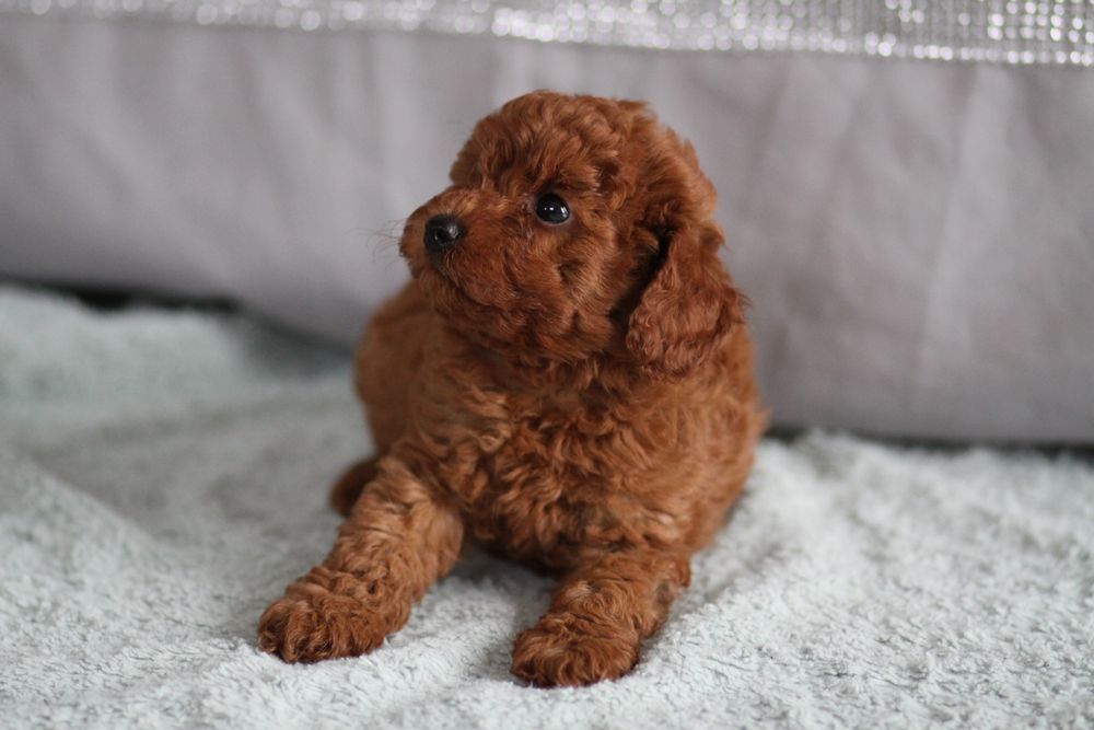 ***Pudel Toy/Miniaturowy Red Badania***