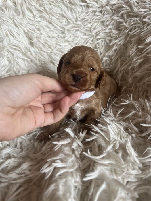 Piesek cockapoo mama cocker spaniel tata pudel toy badania genetyczne