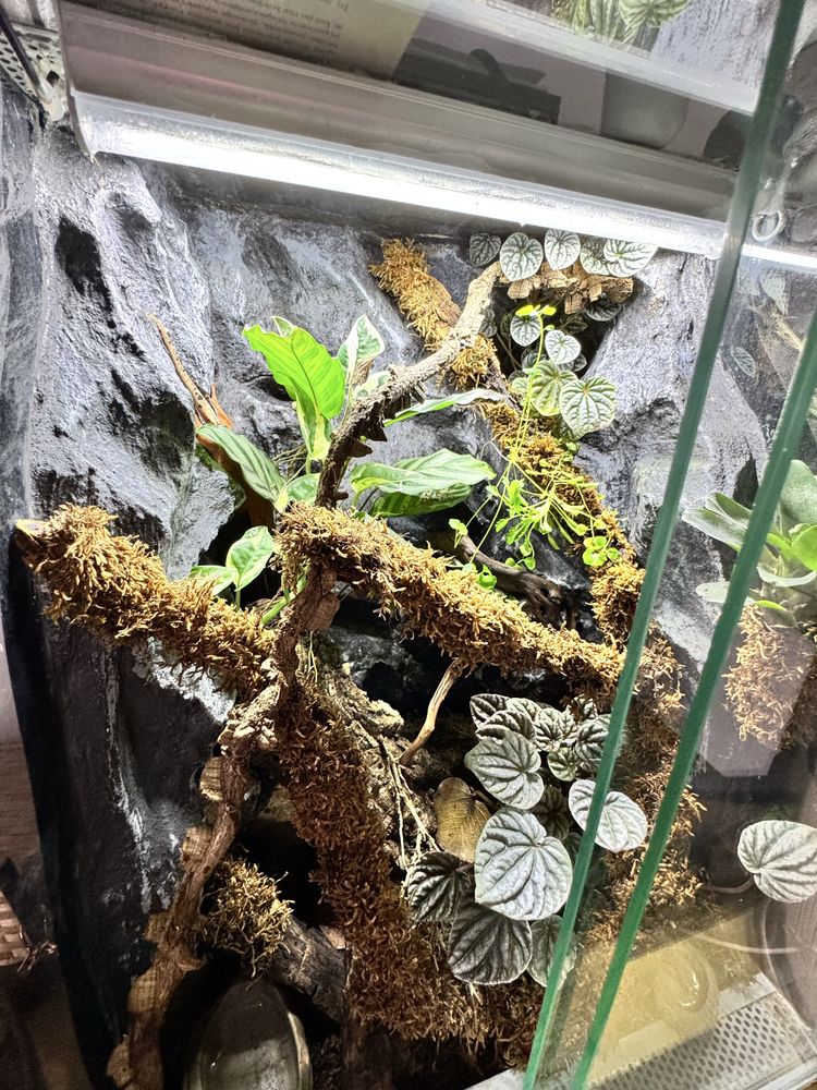 Terrarium tropikalne z gekonem orzęsionym