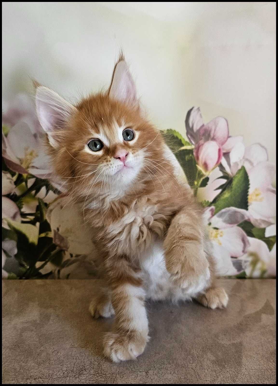 Kocurek Maine Coon Noyan