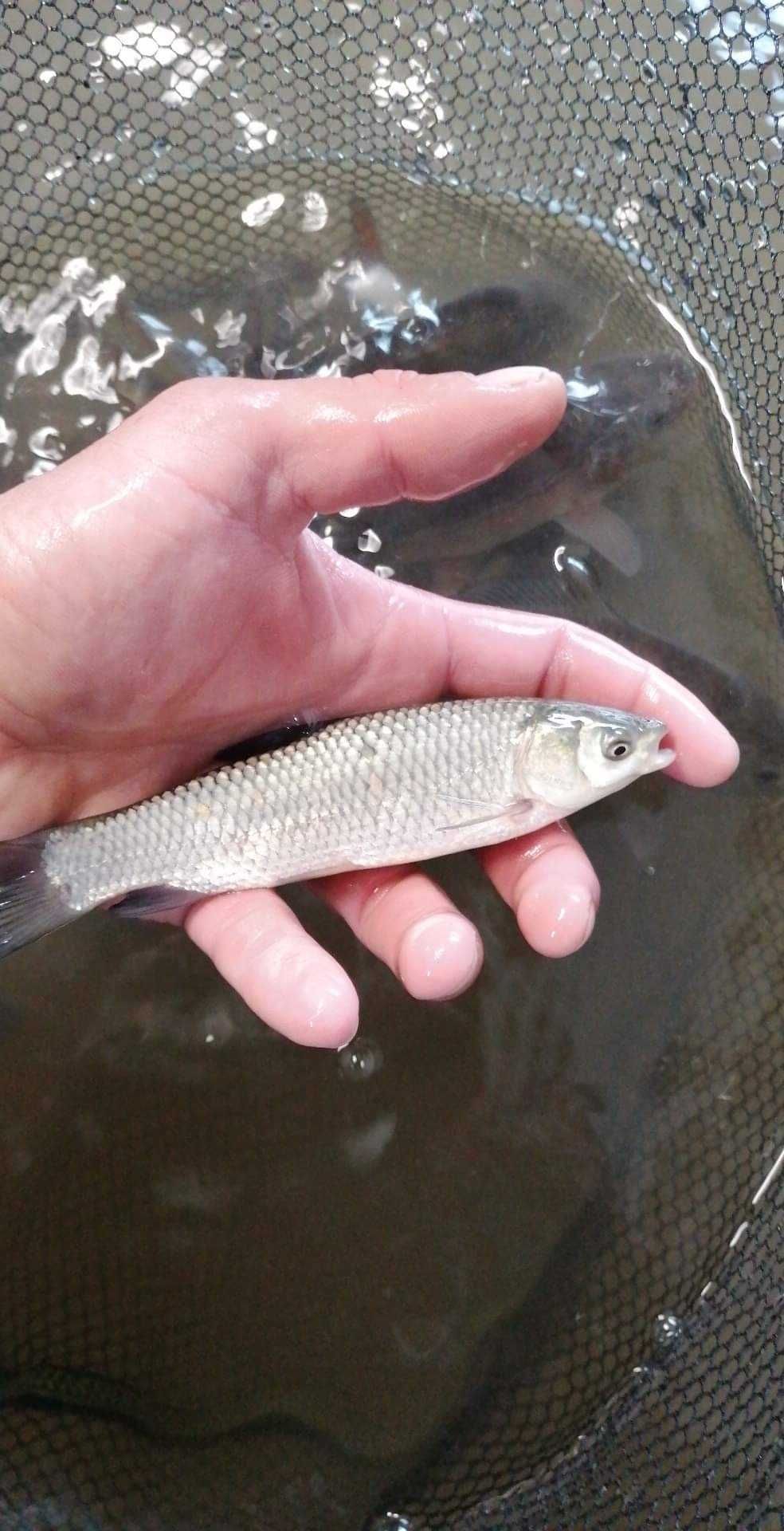 Karp karaś lin amur koi tołpyga węgorz sandacz Jesiotr pstrąg narybek
