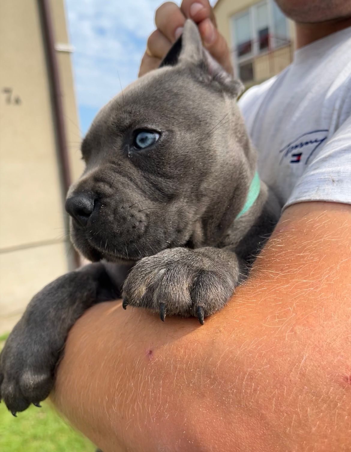 Cane Corso mocny pies