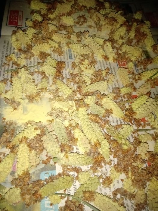 Пыльца сосны с мёдом