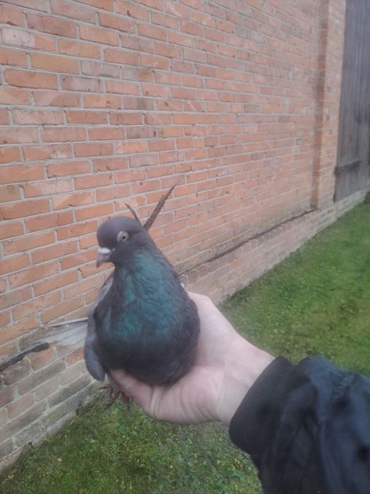 Gołębie orliki para